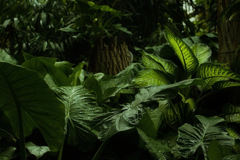 Mystical Planting