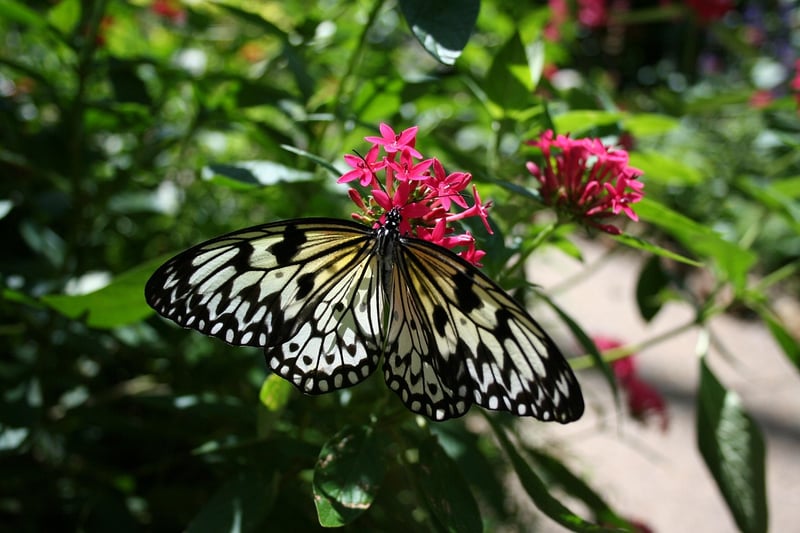 Mythical Blooms