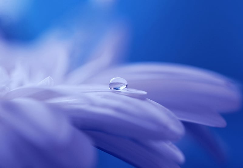 Fairytale Flowers