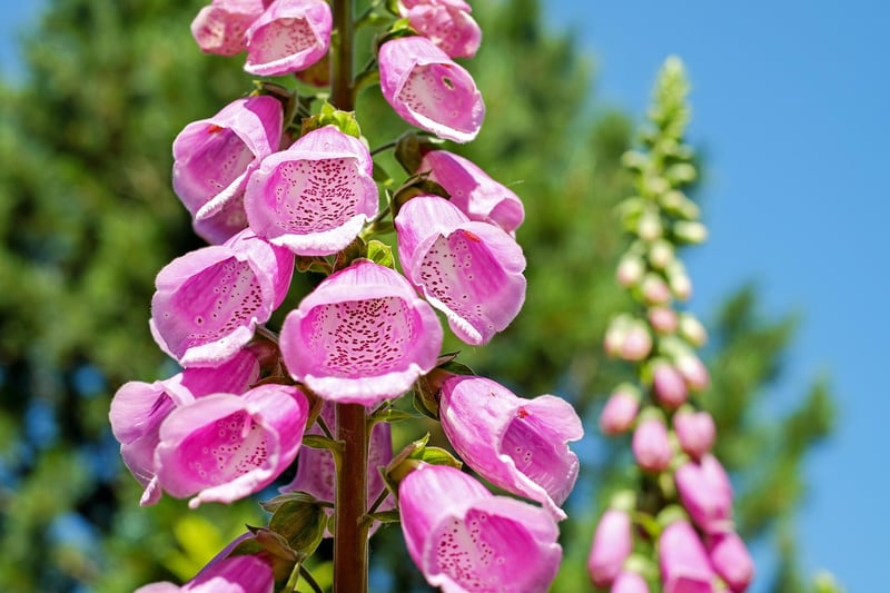 Mythical blooms