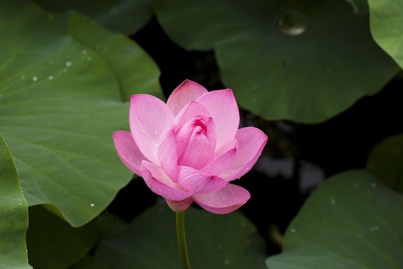 Lotus Pond