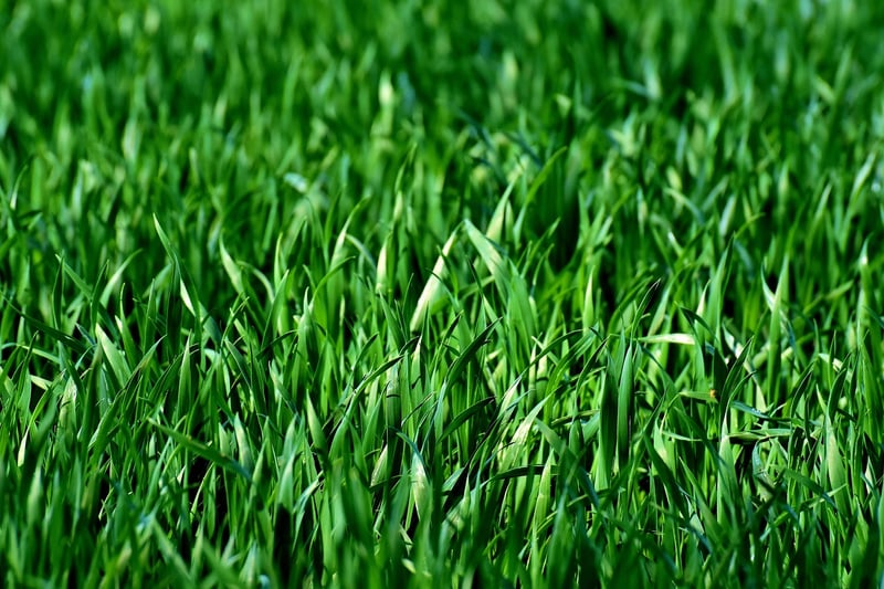 Whimsical Meadow