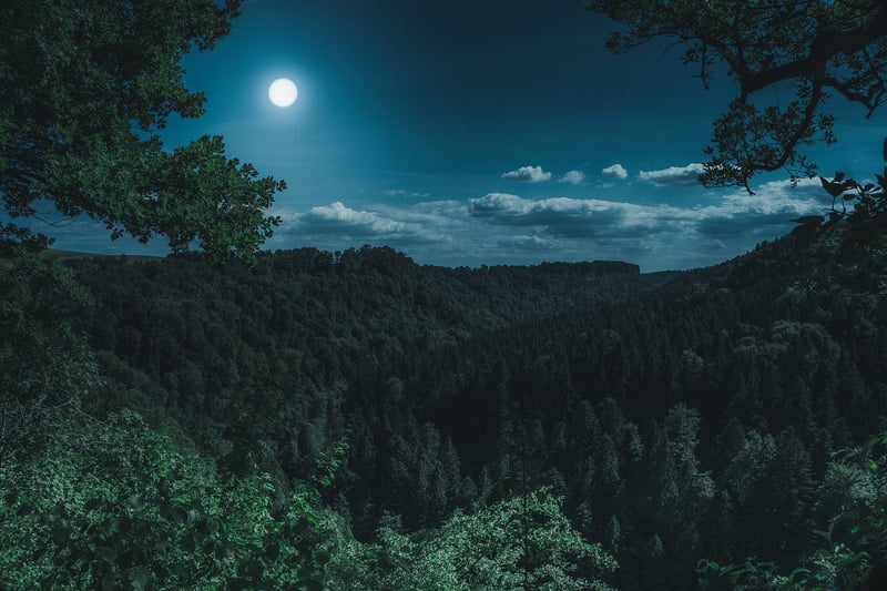 Enchanted forest